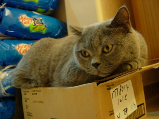 Greymeow