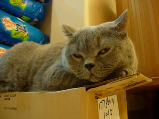 Greymeow