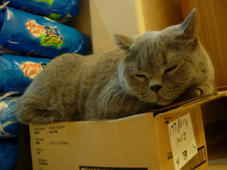 Greymeow