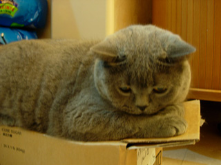 Greymeow