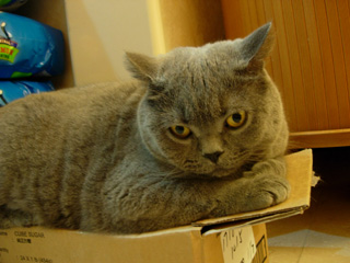 Greymeow