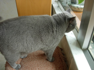 Greymeow
