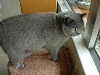 Greymeow