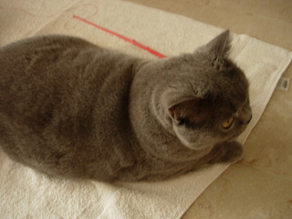 Greymeow