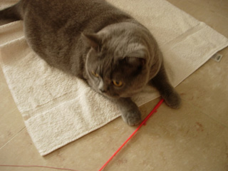 Greymeow