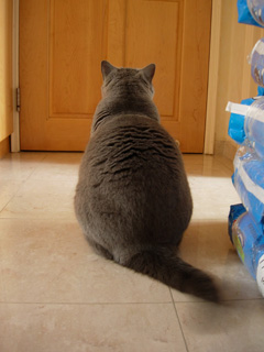 Greymeow