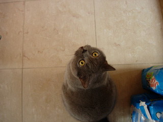 Greymeow