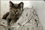 Greymeow photos (1997)