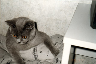 Greymeow