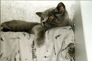 Greymeow