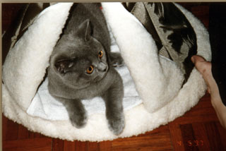 Greymeow