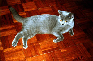 Greymeow