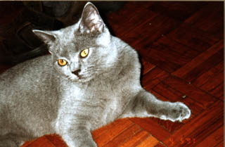 Greymeow