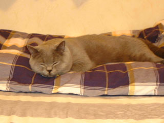 Greymeow