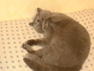 Greymeow
