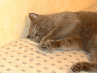 Greymeow