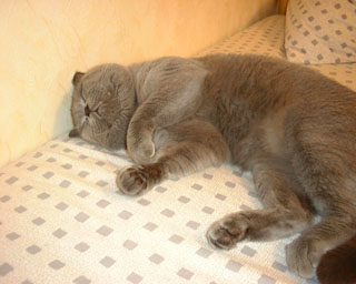 Greymeow