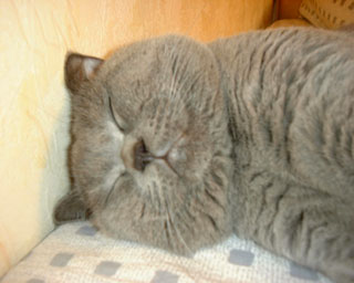 Greymeow