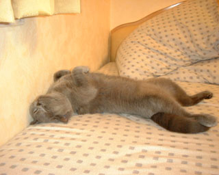 Greymeow
