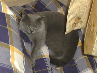 Greymeow