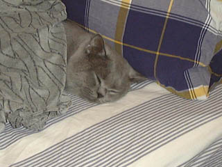 Greymeow