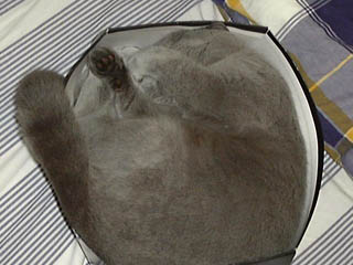 Greymeow