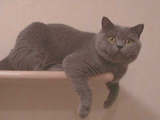 Greymeow
