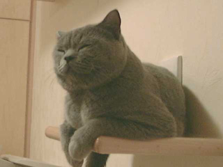 Greymeow