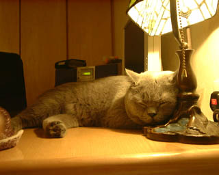 Greymeow