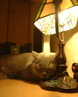 Greymeow