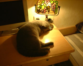 Greymeow