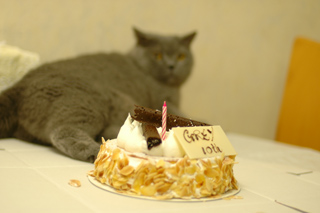 Greymeow