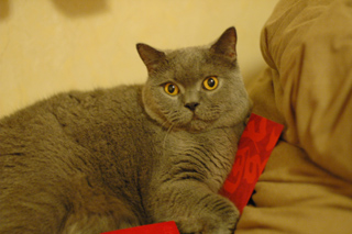 Greymeow