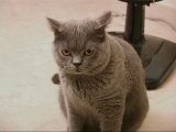 Catbook Link