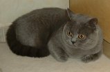 about Greymeow