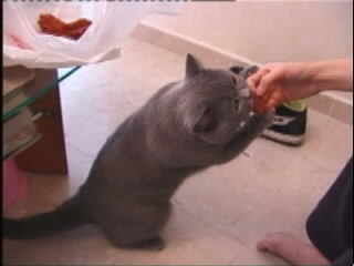 Greymeow Eating