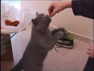 Greymeow Eating