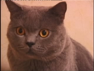 Greymeow Close up