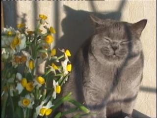 Greymeow Flower