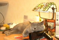 Greymeow photos (1998)