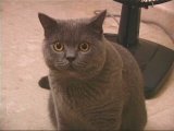 Greymeow video