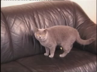Greymeow Playing