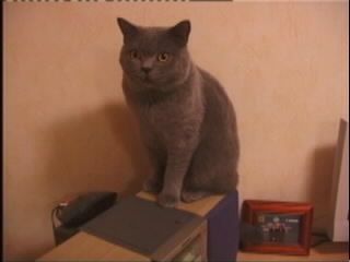 Greymeow Sitting