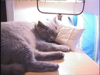 Greymeow Sleeping