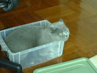 Greymeow Box