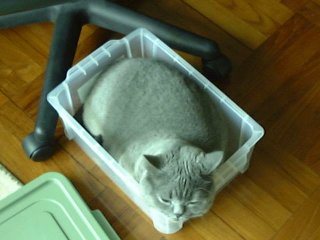 Greymeow Box