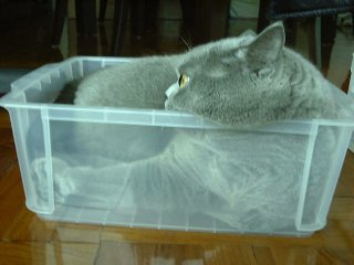 Greymeow Box