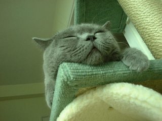 Greymeow Sleep