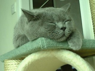 Greymeow Sleep