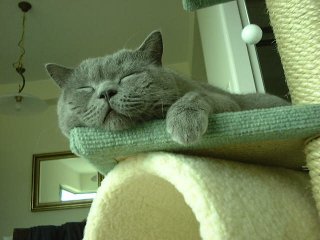 Greymeow Sleep